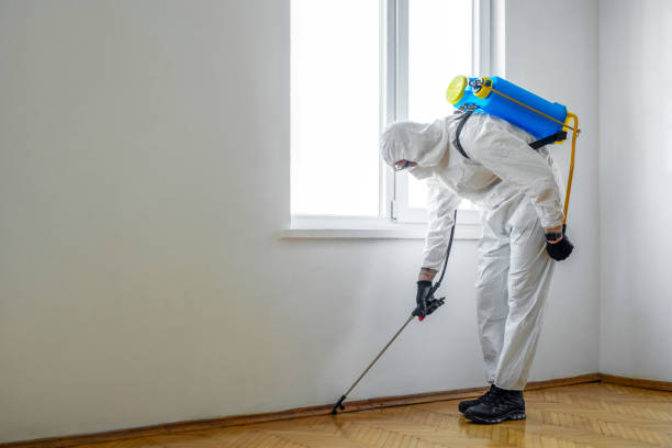 Wasp Removal Services in Middletown, MD